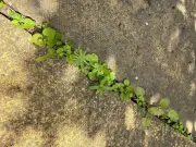 90p lemon juice kills patio weeds naturally, no vinegar or salt needed