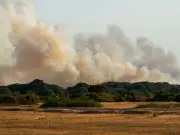 A31 vehicle fire spreads to heathland, 160 calls made