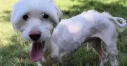 Abandoned dog loses leg but thrives on three legs