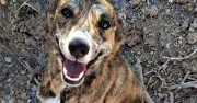 Abused dog found running with heavy chain around neck seeks UK home