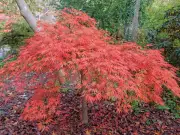Add 1 Simple Item to Soil to Stop Japanese Maple Dieback