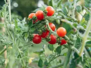 Add Tomato Feed Weekly for Juicy, Plump Tomatoes