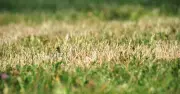 Aerate lawns this weekend to fix waterlogging after heatwaves