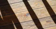 Airbnb guest finds hidden room under floorboards