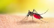 Airport worker dies of malaria after mosquito arrives on plane
