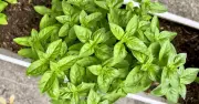 Alan Titchmarsh's Basil Tips Help Gardener Thrive