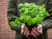 Alan Titchmarsh's Basil Tips: My Plant Thrives