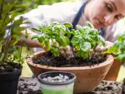 Alan Titchmarsh's Basil Tips Transform My Herb Garden