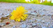 Alan Titchmarsh's natural method to kill gravel weeds for good