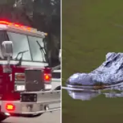 Alligator mauls woman, tears off arm in front of family