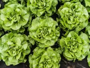 Aluminium Foil Lettuce Hack Keeps Salad Fresh for Four Weeks