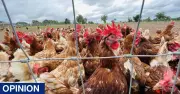 Animal welfare now a key voter concern, poll suggests