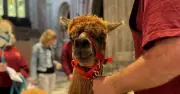 Animals Great and Small Get Blessing at Worcester Cathedral
