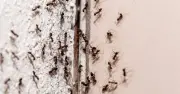 Ants vanish in 30 minutes with simple vinegar spray