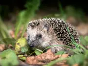 Attract Hedgehogs to Your Garden with 2 Household Items This Summer