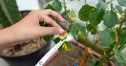 August Gardening Job for Strong Lavender and Hydrangeas