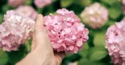 August Mulching Tip for Fluffier Hydrangea Blooms