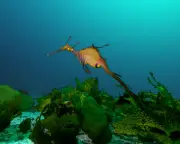 Australian marine parks protect remote areas, scientists warn