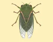 Australia's Loudest Cicada: The Greengrocer's 120-Decibel Call