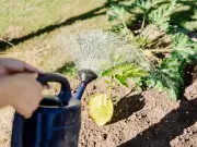 Avoid common plant watering mistake on hot days