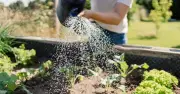 Avoid watering plants in heat of day, RHS warns