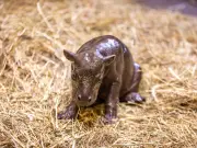 Baby pygmy hippo arrives early at Edinburgh Zoo, fans want name Neeps