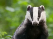 Badgers and newts delay jails, causing early prisoner releases