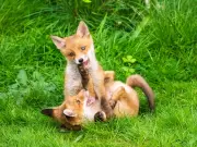 Ban on Brutal Snares Must Come Soon, Campaigners Urge