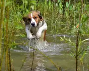 Ban toxic pet flea treatments, UK parliamentary report urges
