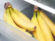 Bananas stay firm and ripe longer when stored in 1 place — not fruit bowl