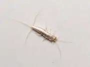 Banish silverfish from homes by doing 1 thing after showering