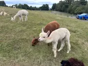 Bardsea Alpacas: A Hidden Gem Beyond the Lake District