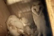 Barn owl chicks born in Fermanagh boost NI population