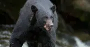 Bear climbs tree to invade cottage and eat woman alive while husband races to get help