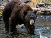 Bear scaled tree to maul woman to death in Alaska cabin attack