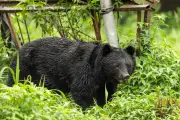 Bears killed 13 people in Japan last year as attacks rise