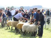Bellingham Show cancels sheep section amid Bluetongue outbreak
