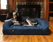 Best Dog Beds 2026: Top Picks for Every Pooch