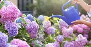 Best time to water hydrangeas this August is in the evening