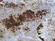 Bicarbonate of soda: the kitchen staple that banishes patio moss