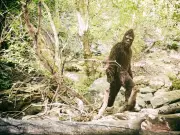 Bigfoot-Like 'Syracuse Figure' Photo Sparks Debate