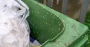 Bin man shares freezer trick to stop maggots in wheelie bins
