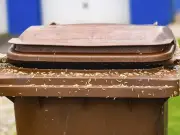 Bin man's simple tips to stop maggots and flies in your wheelie bin