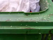 Binman's easy way to stop maggots in your wheelie bin
