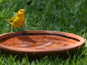 Bird Bath Algae: Copper Penny Trick Has a Critical Catch