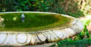 Bird Bath Algae Trick: Use the Right Penny or Risk Bird Health