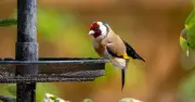Bird feeder disease warning as UK rain returns