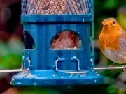 Bird feeder hygiene: 30-second weekly task protects garden birds