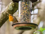 Bird feeder warning as rain returns could create disease hotspots in UK gardens
