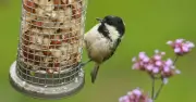 Bird Feeders Must Be Cleaned Weekly as Rain Returns, Experts Warn